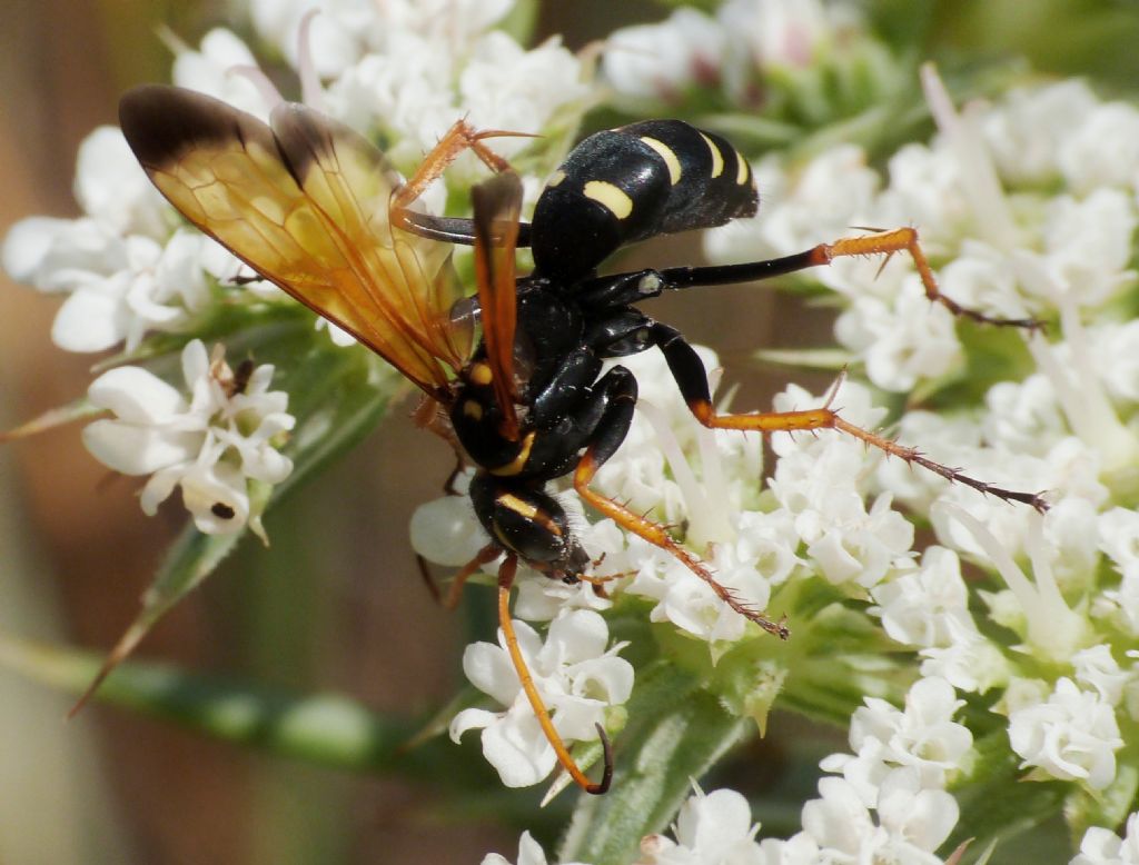 Pompilidae: Cryptocheilus octomaculatus